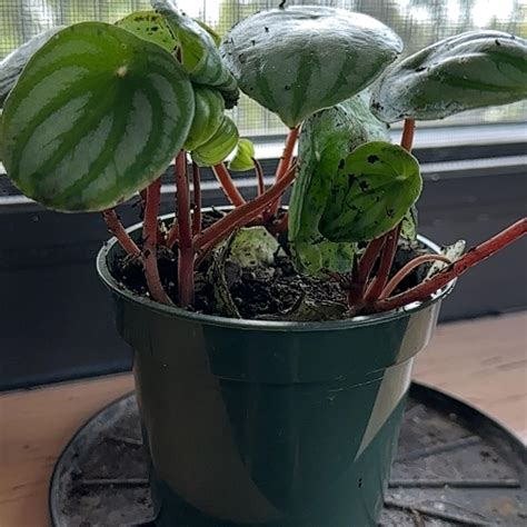 watermelon peperomia plant temperature